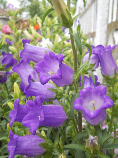 DSCN0837 - Florii de gradina 2012