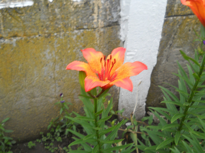 DSCN0841 - Florii de gradina 2012