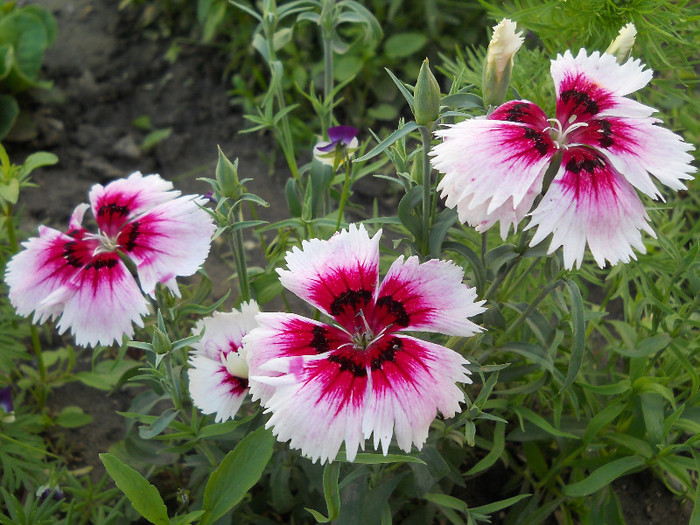 DSCN0859 - Florii de gradina 2012