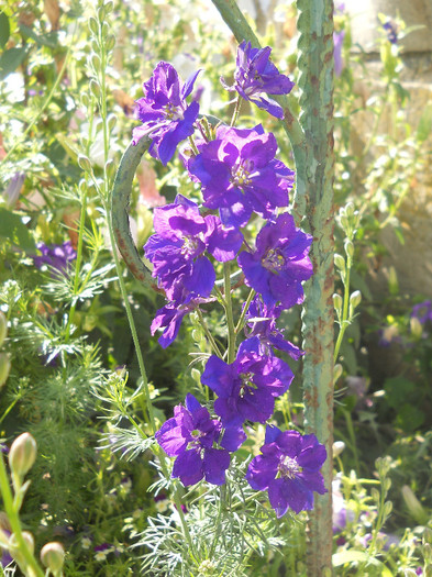 DSCN0862 - Florii de gradina 2012