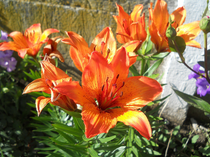 DSCN0863 - Florii de gradina 2012