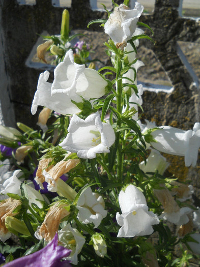 DSCN0866 - Florii de gradina 2012