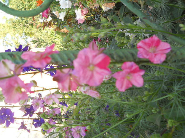 DSCN0880 - Florii de gradina 2012