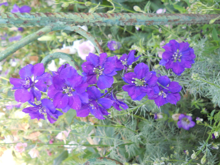 DSCN0882 - Florii de gradina 2012