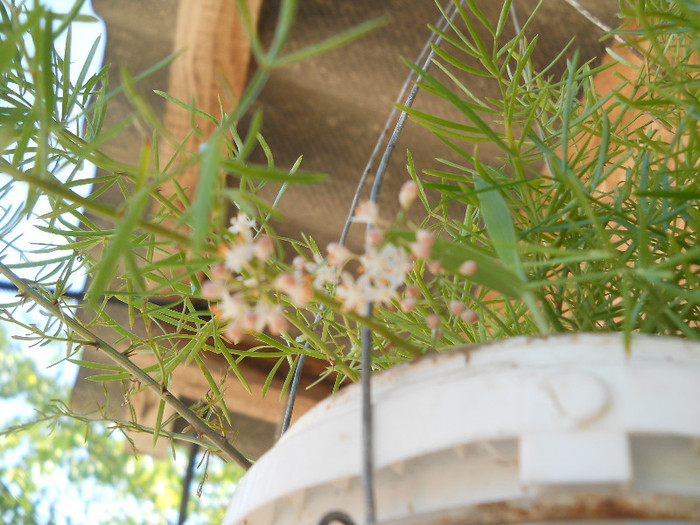 DSCN0906 - Florii de gradina 2012