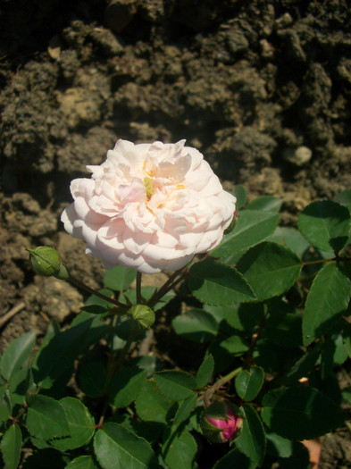 CIMG5527