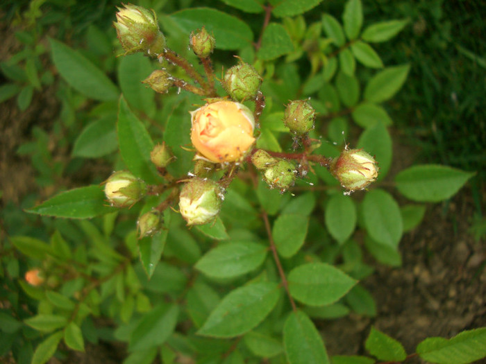 Ghislaine de Féligonde (Hybrid Multiflora, Hybrid Musk, Rambler - Eugène Turbat & Compagnie, 1916)