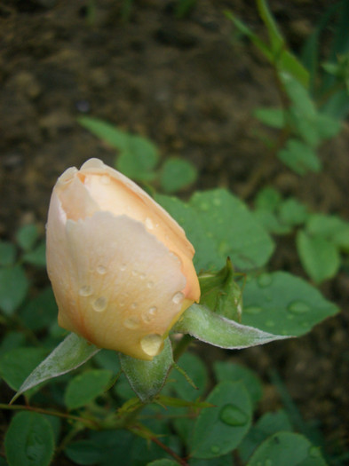 The Shepherdess • Austwist (Shrub.  English Rose Collection)