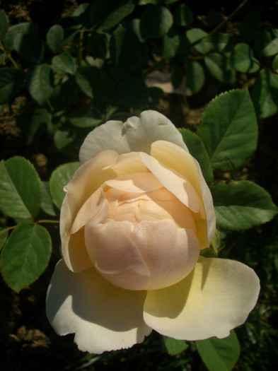 CIMG5503 - trandafiri 2012