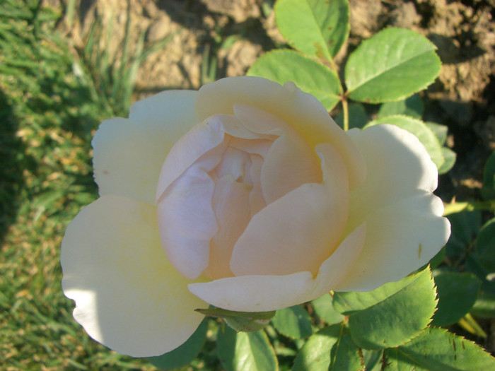 CIMG5505 - trandafiri 2012