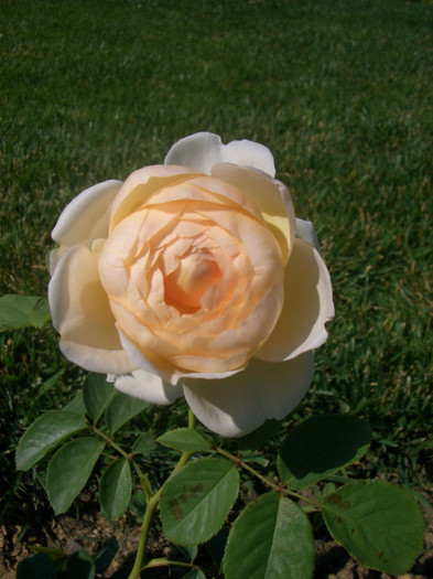 CIMG5522 - trandafiri 2012