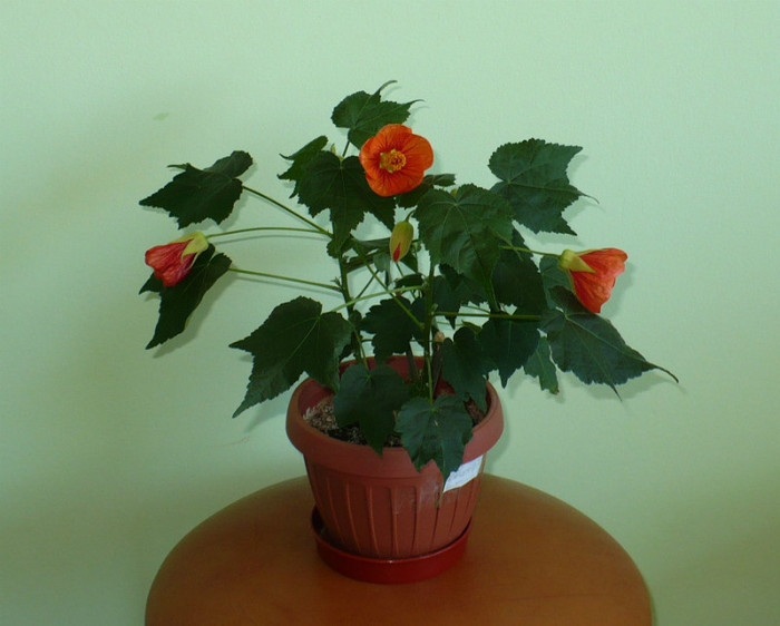 P1390643 - Abutiloni 2012