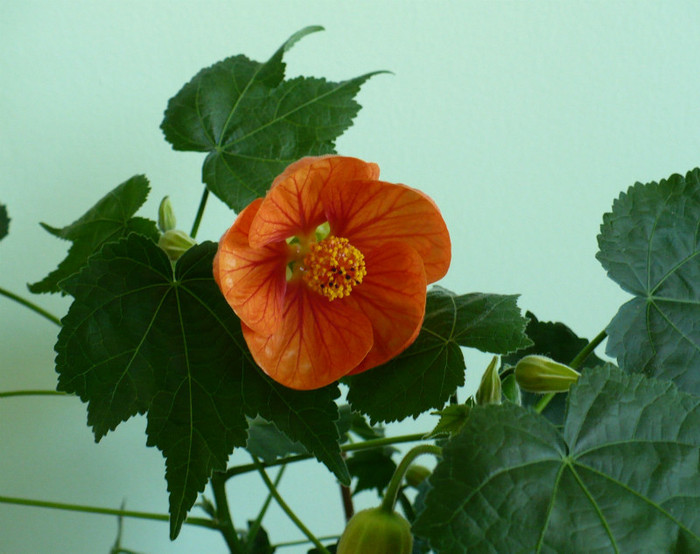 P1390648 - Abutiloni 2012
