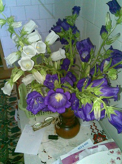 30052012(004) - Florile tatalui meu