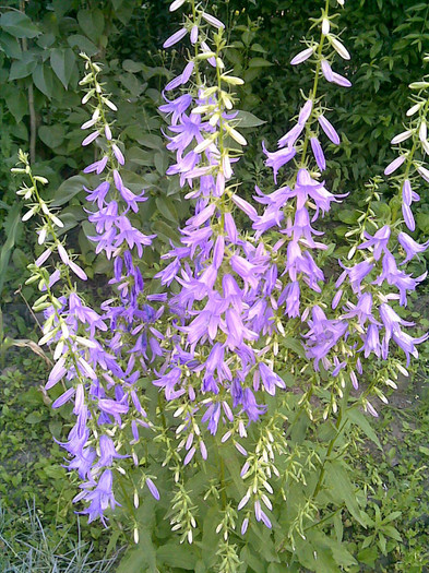 06062012(001) - Florile tatalui meu