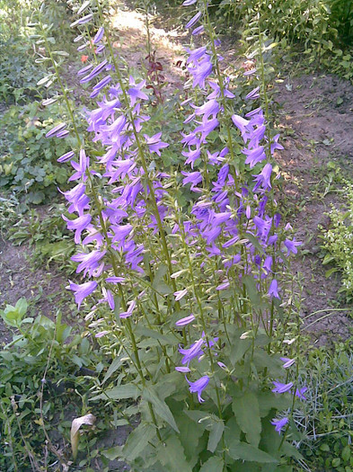 06062012 - Florile tatalui meu