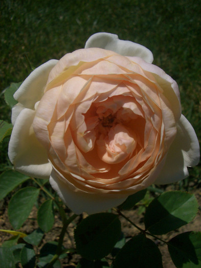CIMG5533 - trandafiri 2012