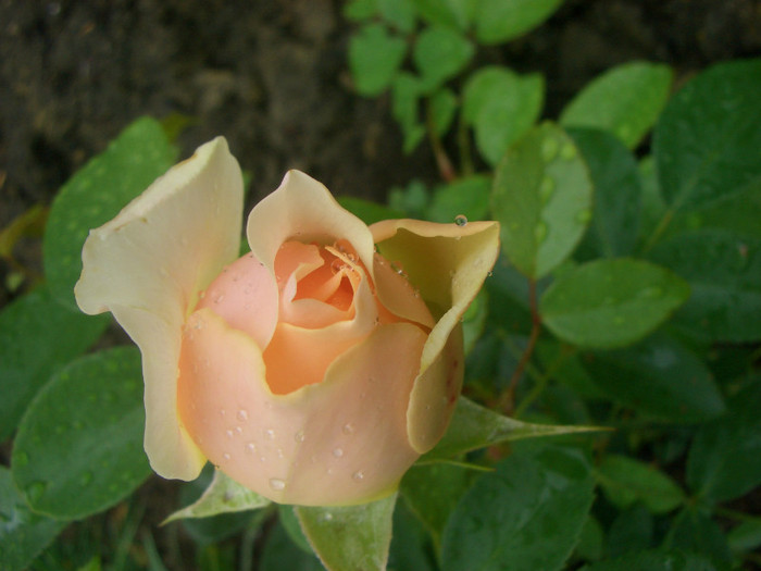 Ginger Syllabub • HARjolly (Climber -  Harkness, 2000).