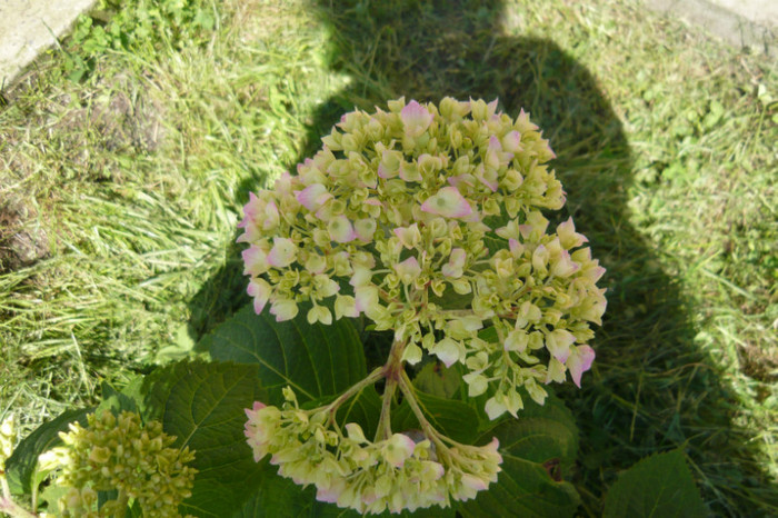 my pictures 015 - hortensia