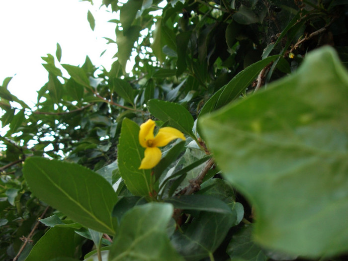 floare corn 07.06.2012
