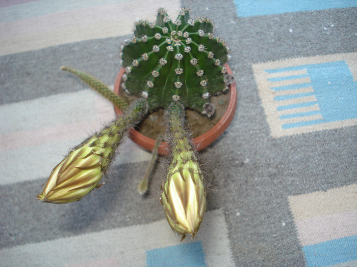 Picture 034 - flori diverse 2012