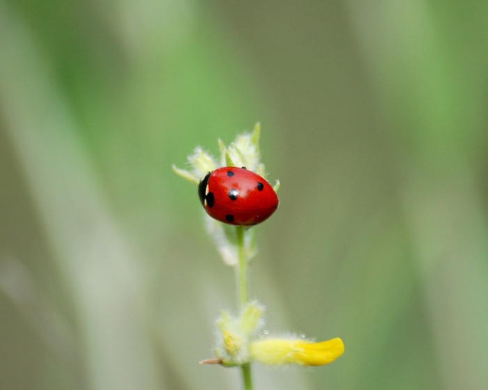 NATURE-ATouchOfRed_1280x1024