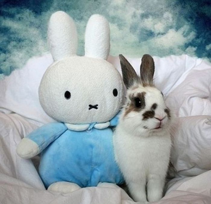 these_funny_animals_641_640_35 - Poze amuzante cu iepuri