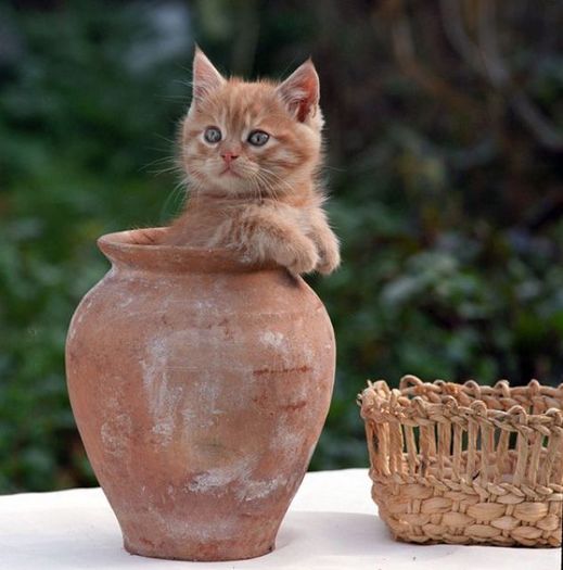 o pisica intr-o vaza - Poze amuzante cu pisici