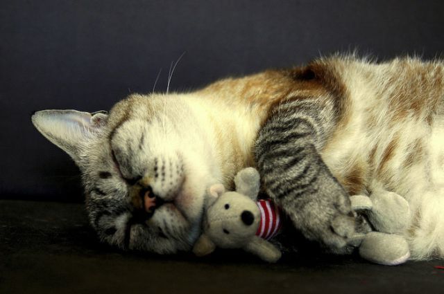 o pisicuta care doarme cu un ursulet de plus - Poze amuzante cu pisici