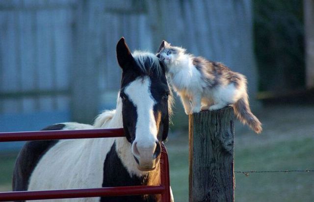 Pisica si calul - Poze amuzante cu pisici