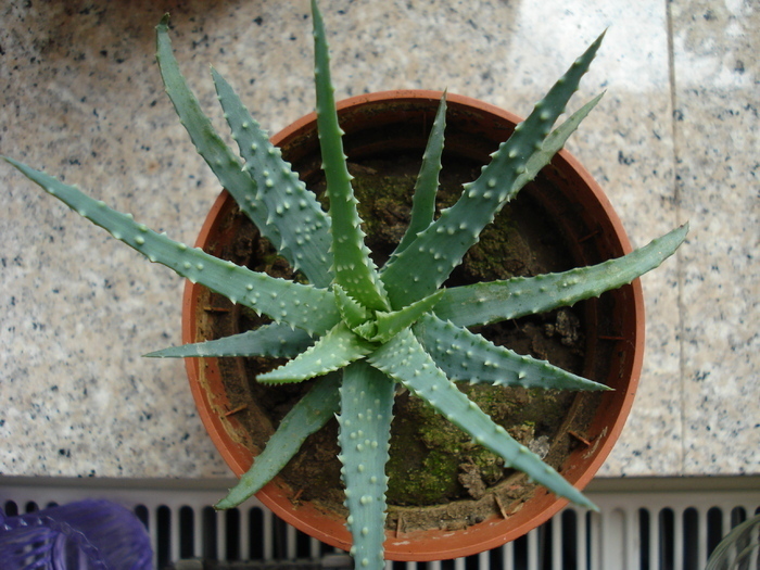 Aloe humilis (2009, May 22) - Aloe humilis_Spider Aloe