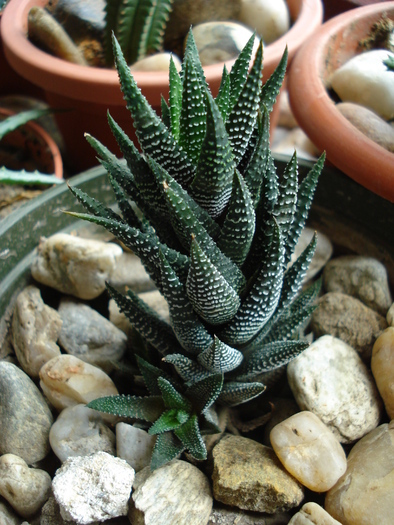 Haworthia baccata (2009, May 07)