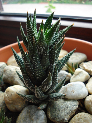 Haworthia baccata (2009, May 22) - Haworthia baccata