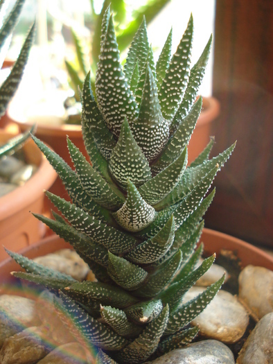 Haworthia baccata (2010, April 29)