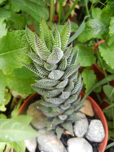 Haworthia baccata (2012, May 31) - Haworthia baccata