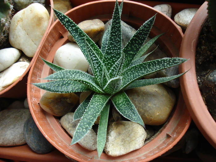 Aloe aristata (2009, May 07) - Aloe aristata_Torch Plant