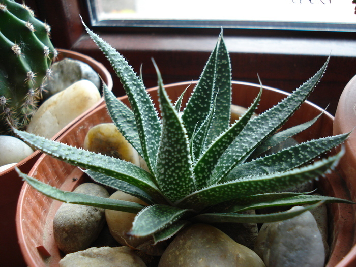 Aloe aristata (2009, May 22) - Aloe aristata_Torch Plant