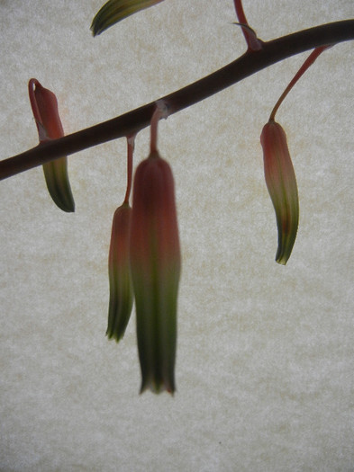 Torch Plant (2011, Nov.10) - Aloe aristata_Torch Plant