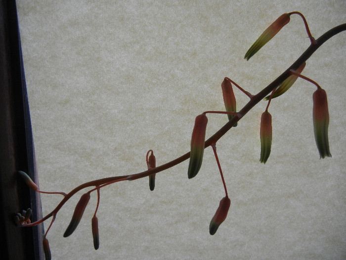 Torch Plant (2011, Nov.10) - Aloe aristata_Torch Plant