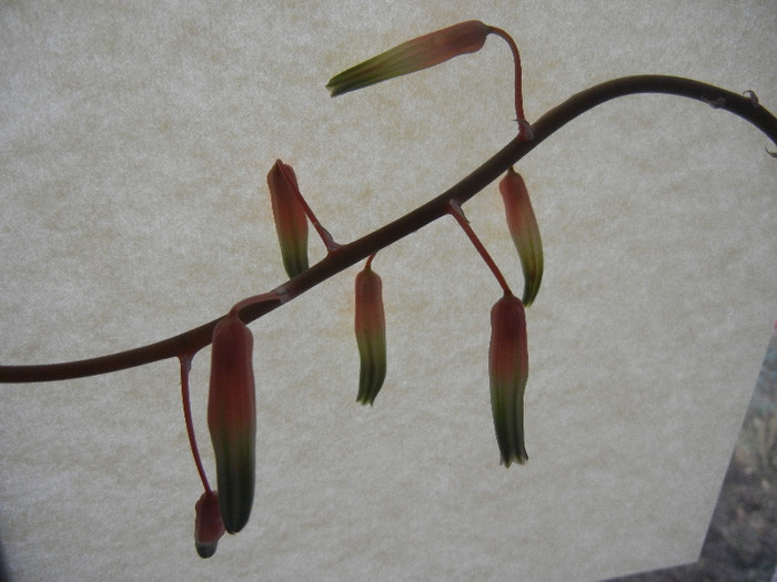 Lace Aloe (2011, Nov.10) - Aloe aristata_Torch Plant