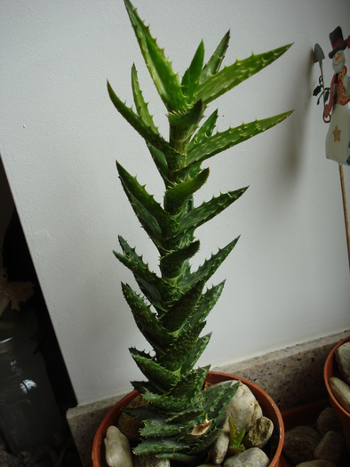 Aloe squarrosa (2009, May 07) - Aloe squarrosa