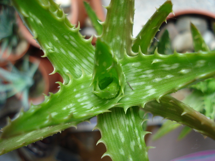 Aloe squarrosa (2009, May 22) - Aloe squarrosa