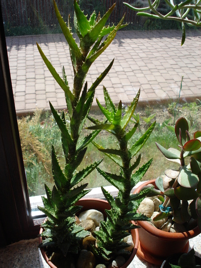 Aloe squarrosa (2009, May 27) - Aloe squarrosa