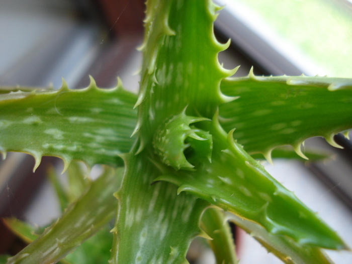Aloe squarrosa (2009, May 27) - Aloe squarrosa