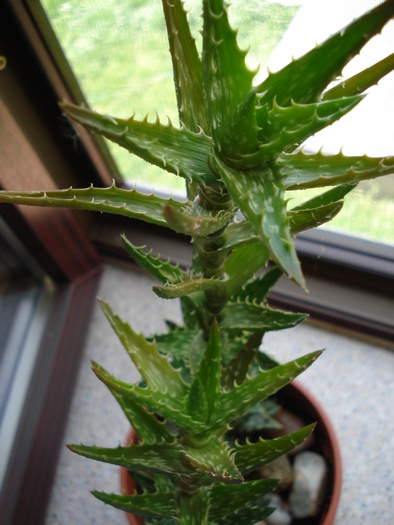 Aloe squarrosa (2009, May 27)