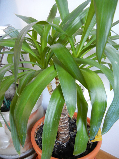 Yucca (2011, August 22)