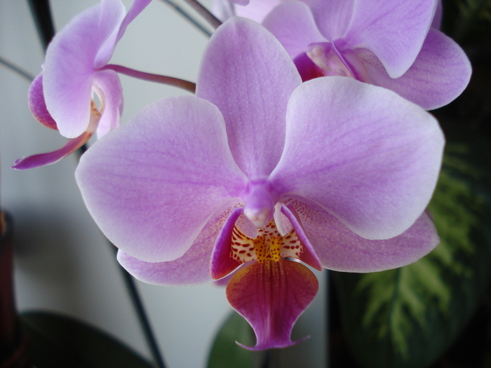 Pink Phalaenopsis (2010, Feb.13) - Phalaenopsis Pink