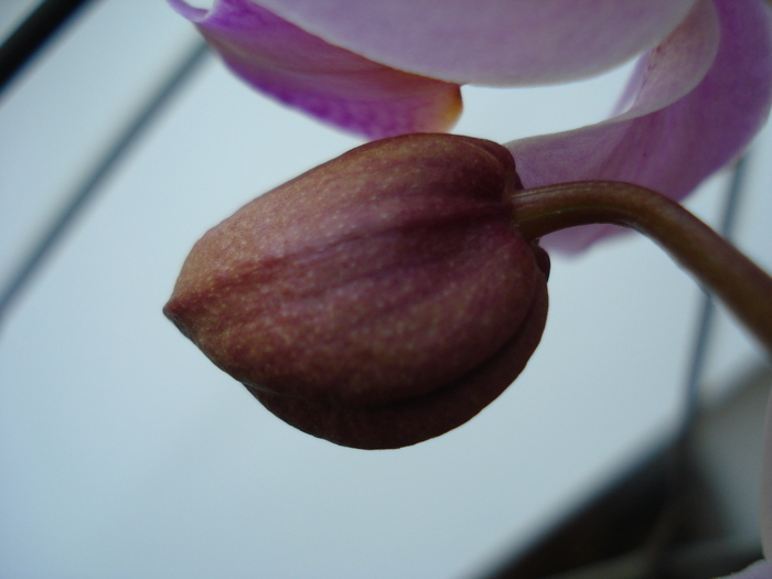 Pink Phalaenopsis (2010, Apr.29) - Phalaenopsis Pink