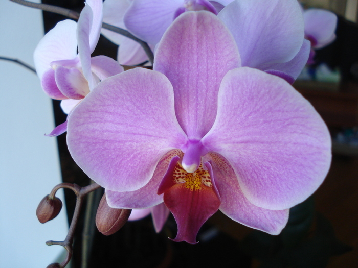 Pink Phalaenopsis (2010, Apr.29) - Phalaenopsis Pink