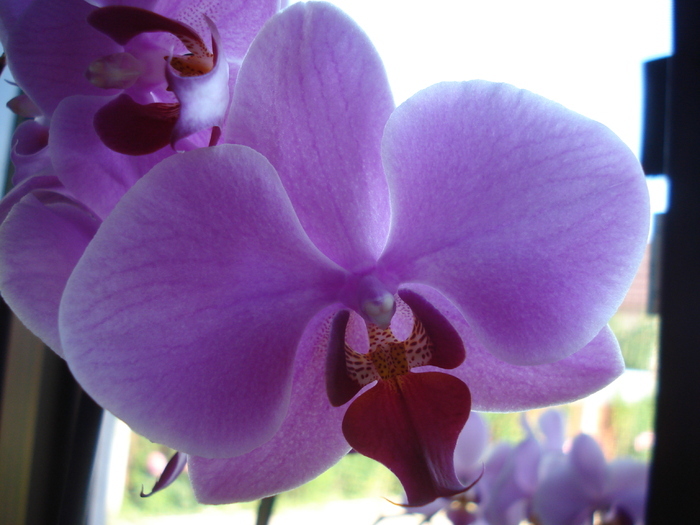 Pink Phalaenopsis (2010, May 28) - Phalaenopsis Pink